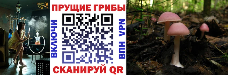 Псилоцибиновые грибы Psilocybe  OMG tor  Аксай 